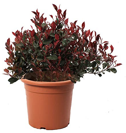 KENTIS - Glanzmispeln Photinia Little Red Robin - Kugelpflanze - Winterharte Pflanzen für Garten - Hoch 40-50 Topf Ø 24 cm