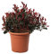 KENTIS - Glanzmispeln Photinia Little Red Robin - Kugelpflanze - Winterharte Pflanzen für Garten - Hoch 40-50 Topf Ø 24 cm