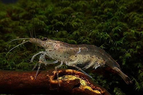 Amano Garnele - Caridina multidentata (Japonica), 5 Stück