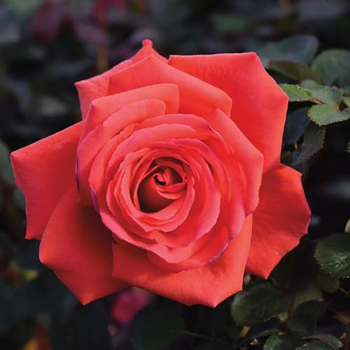 Carbeth Plants Red Rose Bush Fragrant Cloud - 1 Rose Plant in 3L Pot - Potted Roses Plants Outdoor Garden Ready to Plant Flowers - Ideal Flowers for Garden Growing in Bed, Borders and Patio Pots