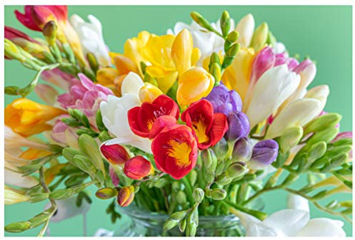 20x Freesia Mix Summer Flowering Bulbs Colourful Garden Plant Corms Wedding Fragrant Cut Flowers Size 5/6