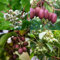 Kiwiri 's quartetto di kiwi - 4 piante da kiwi (Actinidia arguta) - Mini kiwi - Garanzia varietà direttamente dall'allevatore