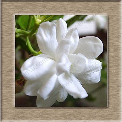 Seeds Pure White Seeds of Jasmine House Plants Perennial Flowers China 50% Real semi Mirabilis 30 Particles/Bags