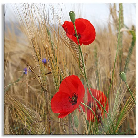 Pixxprint Glasbild, Wandbild auf Echtglas, Mohnblumen im Getreidefeld, 40x40 cm, inkl. Aufhängung und Abstandshalter