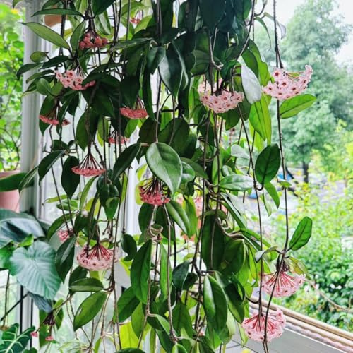 hoyasamen, wachsblume, kübelpflanzen porzellanblume deko wohnzimmer hochbeet balkon winterhart mehrjährig garten zimmerpflanzen 55pcs