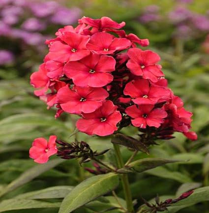 Semillas de flores Phlox 100 piezas