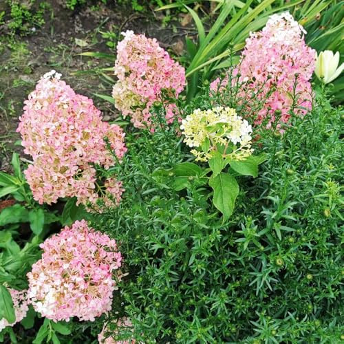 hortensia panícula - balcón de jardín balcón que prefieren la 2Plantas