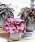 100 Stück Begonie Samen schöne Blumensamen Hof Balkon Coleus Samen Begonie Pflanzen Topf DIY Hausgarten Bonsai reinigen 16