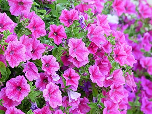 500 Graines de Pétunia Nain Rose - fleurs jardinage balcon- semences paysannes