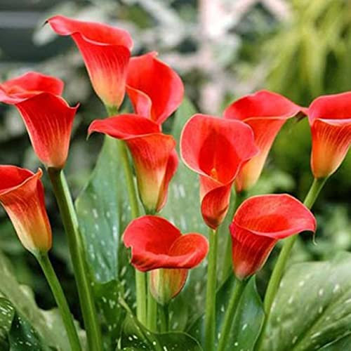 Haloppe 100 Stück Calla-Lilien-Blumen-Pflanzensamen für die Hausgartenbepflanzung, Zantedeschia Calla-Lilien-Samen, Bonsai-Topfpflanzung, Gartenblumen-Dekor Orange