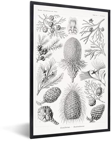 Poster Bilder Wanddeko Deko Wohnzimmer 80x120 cm Koniferen - Ernst Haeckel - Kunst - Retro - Illustration - Natur