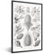 Poster Bilder Wanddeko Deko Wohnzimmer 80x120 cm Koniferen - Ernst Haeckel - Kunst - Retro - Illustration - Natur