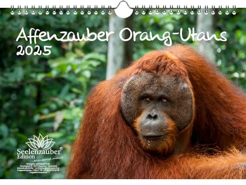Affenzauber Orang-Utans DIN A4 Kalender für 2025 Affen - Seelenzauber