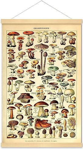 Meishe Art Vintage-Posterdruck, Pilze, Champignons, Identifikation, Referenzdiagramm, Illustration, botanischer Bildungsaufhänger, Wanddekoration