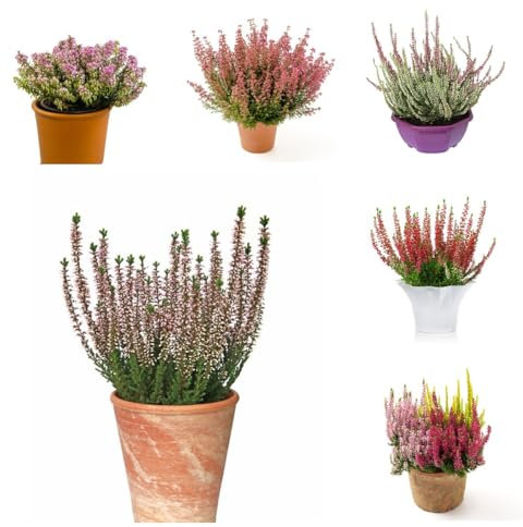 150 Pc Semillas De Brezo - Semillas De Flores Silvestres Siembra De Otoño, Plantas Raras (Calluna Vulgaris) Cobertura Del Suelo, Planta Perenne Resistente, Semillas De Flores. Plantas