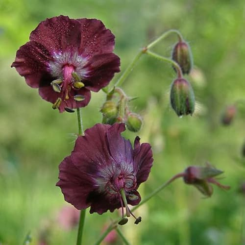 6 x Geranium Phaeum - Braunblütiger Storchschnabel Topf 9x9cm
