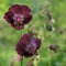 6 x Geranium Phaeum - Braunblütiger Storchschnabel Topf 9x9cm