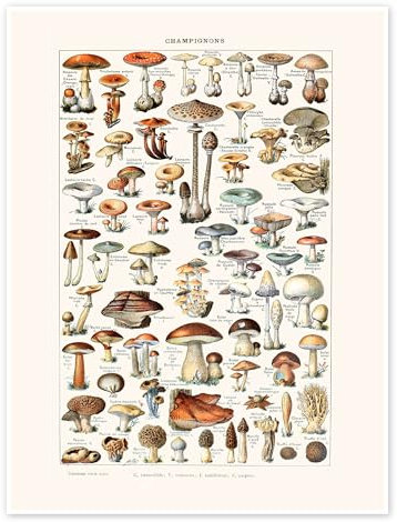 Pilze Vintage (französisch) Poster von Patruschka 30 x 40 cm Bunt Wandbilder Wanddeko