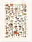 Pilze Vintage (französisch) Poster von Patruschka 30 x 40 cm Bunt Wandbilder Wanddeko