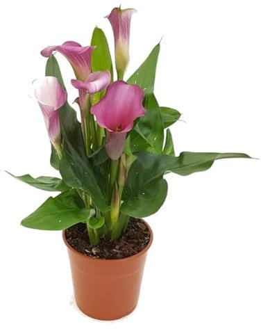 Cala - Zantedeschia - Planta NATURAL de Interior o Exterior