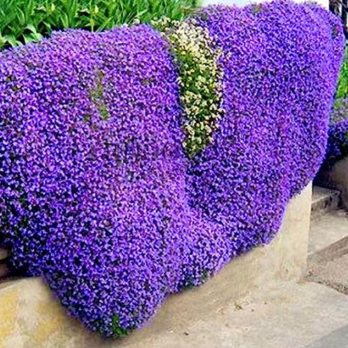 300 Pz Giardino Copertura del Terreno Tappeto Fiore Perenne Pianta Decor Rock Cress Semi Fiore Albero da Frutto Semi di Ortaggi Viola Chiaro Semi di crescione