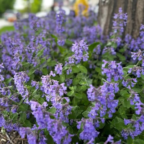 800 pcs katzenminze samen mehrjährig gartenkräuter bio saatgut (Nepeta cataria) kräutergarten hochbeet heilkräuter samen balkon beet winterharte blumen mehrjährig balkon garten kräuterbeet
