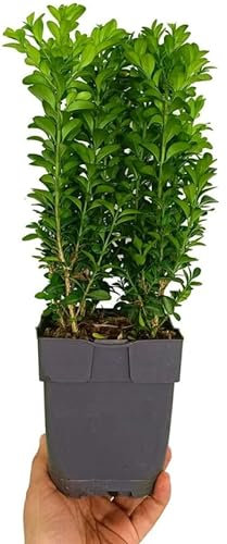 Buxus Natural Planta de Exterior Resistente de Poco Riego y Fácil de Mantener