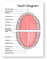 Bilder, Poster, Kunstdrucke Menschliche Zähne Diagramm Drucke Zahnklinik Wandkunst Medizinische Ausbildung Diagramm Biologie Poster Leinwand Malerei Arzt Büro Dekor Poster Und Drucke - 50X70Cm