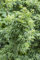 Acer palmatum 'Shishigashira' Sta C 5 Krone Sth. 60- Fächerahorn 'Shishigashira',winterhart, deutsche Baumschulqualität, im Topf für optimales anwachsen