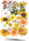 YoothBro Getrocknete Gepresste Blumen für Harzformen, Echte Natürliche Gepresste Blumen für DIY Kunsthandwerk, Kerzenherstellung, Nageldekoration, Seifenherstellung, Handyhüllen in Gelb und Weiß