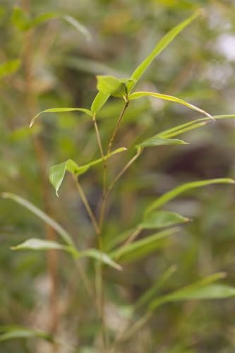 Goldrohrbambus 'Spectabilis' 150-200 cm Topf Phyllostachys aureosulcata