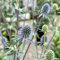 50 pcs Edeldistel Pflanze Winterhart, kräutergarten geschenk, bodendecker winterhart mehrjährig, Eryngium planum, pflanztopf exotische pflanzen winterhart hochbeete für garten plantura