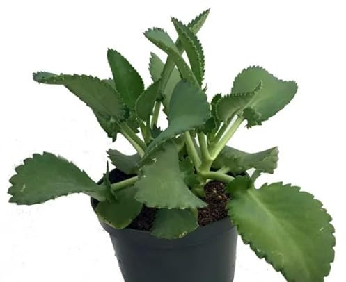 Kalanchoe Daigremontiana - Planta Viva - Planta de Uso Medicinal - Plantas Naturales