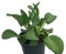 Kalanchoe Daigremontiana - Planta Viva - Planta de Uso Medicinal - Plantas Naturales