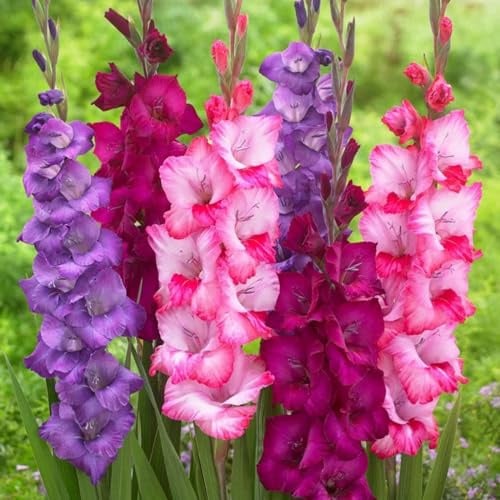 Bulbo De Gladiolo-Gladiolos Bulbos,Gladiolus Tristis,Gladiolos En Maceta,Planta De Gladiolos,Plantar En Macetas,Decoracion De Jardin-3Bulbos-b