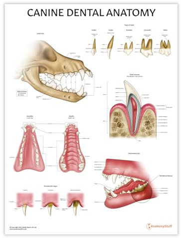 AnatomyStuff Poster zur Anatomie von Hunden, 24 x 60 cm, Zahnpflege, Hundezahnpflege, Hundezahnpflege, Lehrwerkzeug für Hunde
