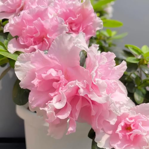 rhododendron pflanze winterhart samen, balkon beet, garten pflanzen azalee winterhart pflanzen, blumen balkon blumensamen, blumen pflanzen blüten, blumen samen mehrjährige hochbeet 100pcs