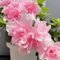 rhododendron pflanze winterhart samen, balkon beet, garten pflanzen azalee winterhart pflanzen, blumen balkon blumensamen, blumen pflanzen blüten, blumen samen mehrjährige hochbeet 100pcs