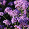 8000 Eisenkraut Samen,Violette Blüten,Verbene Samen,Samenfestes Blumen Saatgut für Garten Freiland und Balkon Blumensamen (Lila)