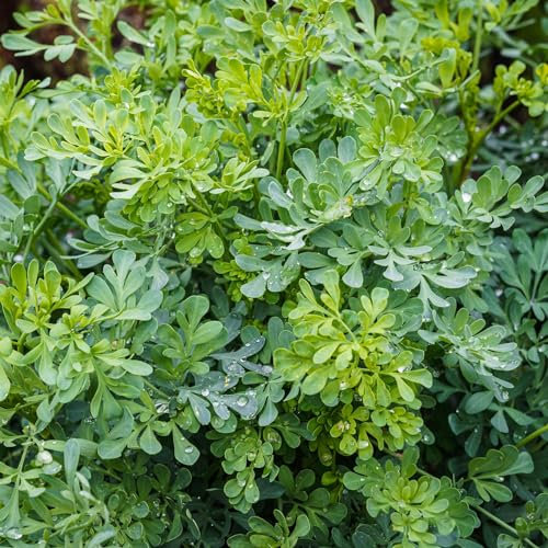 Perfect Plants - Rue Herb Plant in a 13cm Pot Ruta graveolens
