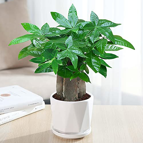 10pcs Geldbaum Samen Zimmerpflanzen Bonsai Baum GrüNpflanzen Bonsai Samen Balkonpflanzen Winterharte KüBelpflanzen Geschenke FüR Gartenfreunde Exotische Pflanzen