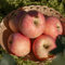 apfel baum samen, bonsai samen apfel bio saatgut, alte sorten saatgut apfelbaum samen steingartenpflanzen winterhart, obstbäume baumsamen, pflanzen für sonnige plätze seltene pflanzen, 15pcs