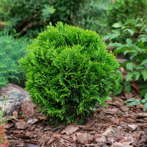 Thuja occidentalis 'Danica' - Dwarf Evergreen Conifer with Dome-Shaped Bright Green Foliage, Hardy and Award-Winning, Ideal for Containers and Borders, 1X or 3X 1 Litre Pots by Thompson and Morgan