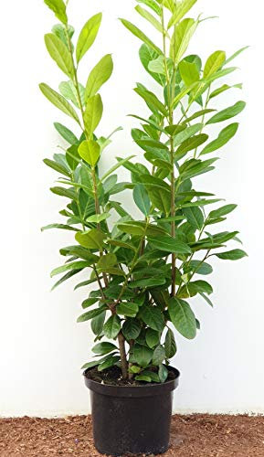 Kirschlorbeer Heckenpflanzen immergrün Sichtschutz Prunus lauroc.'Novita' im Topf gewachsen 80-100cm (20 Stück)