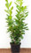 Kirschlorbeer Heckenpflanzen immergrün Sichtschutz Prunus lauroc.'Novita' im Topf gewachsen 80-100cm (20 Stück)