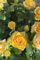 Pianta di Rosa Grandiflora cespuglio di rosa fiori grandi vari colori pianta ornamentale da esterno pianta vera venduta da eGarden.store (Giallo)