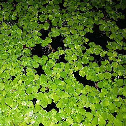 Semillas de lenteja de agua, 100 Unids/bolsa Semillas de lenteja de agua Plantas flotantes de alta germinación Plantas de semillero de hierba de tanque de peces raros para acuario Semillas