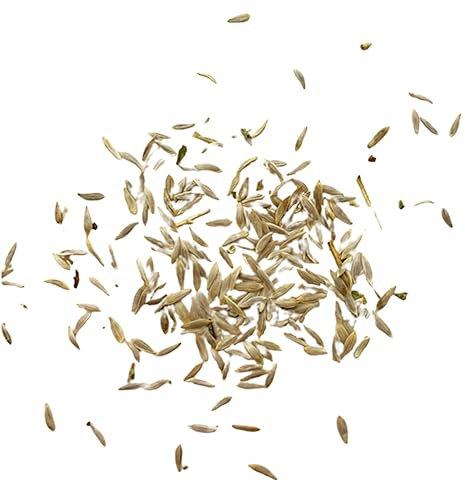 kiskick 100 Stück/Beutel Römersalatsamen, natürlicher dicker Stiel, frische Schwerter, Choy-Gemüsesamen für Gartensamen-Einsparung und Anbautechniken Römersalat Samen