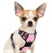 Eagloo Hundegeschirr Kleine Hunde, Anti Zug Hundegeschirr mit Reflexstreifen und Kontrolle, Verstellbar, Einstellbar und Langlebige Brustgeschirr Hund, Geeignet zum Gehen und Joggen, Rosa, S