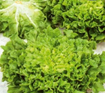 Pcs - 45x Endive Large Blatt Vollherz Hiver - Endive Légumes Graines KS525 - Seeds & Plants Shop by Ipsa